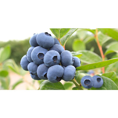 "BLUEBERRY FRUITS-125 GMS PACK (Imported Fruits) - Click here to View more details about this Product